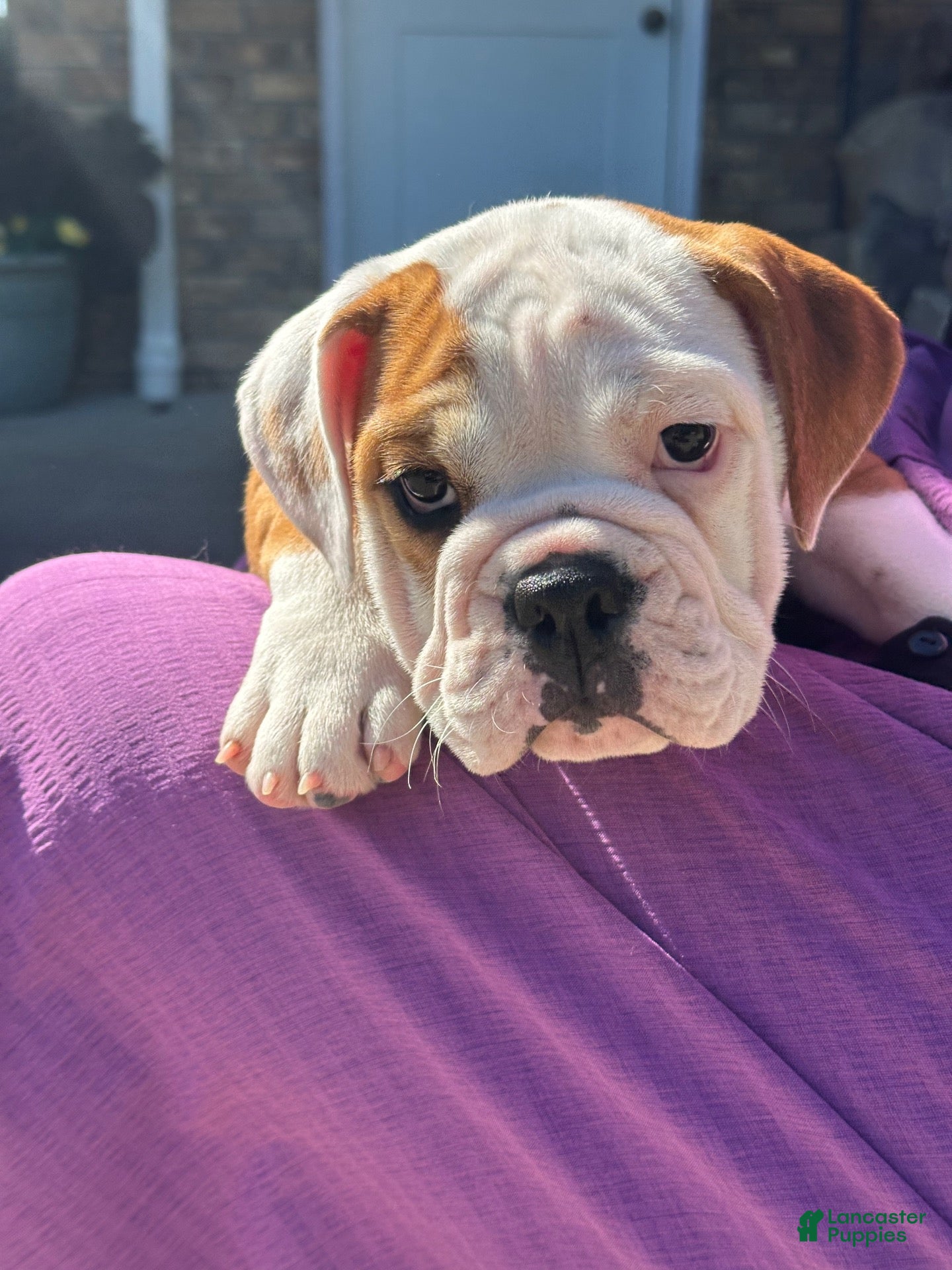 English Bulldog dogs Lucy - Ad 2