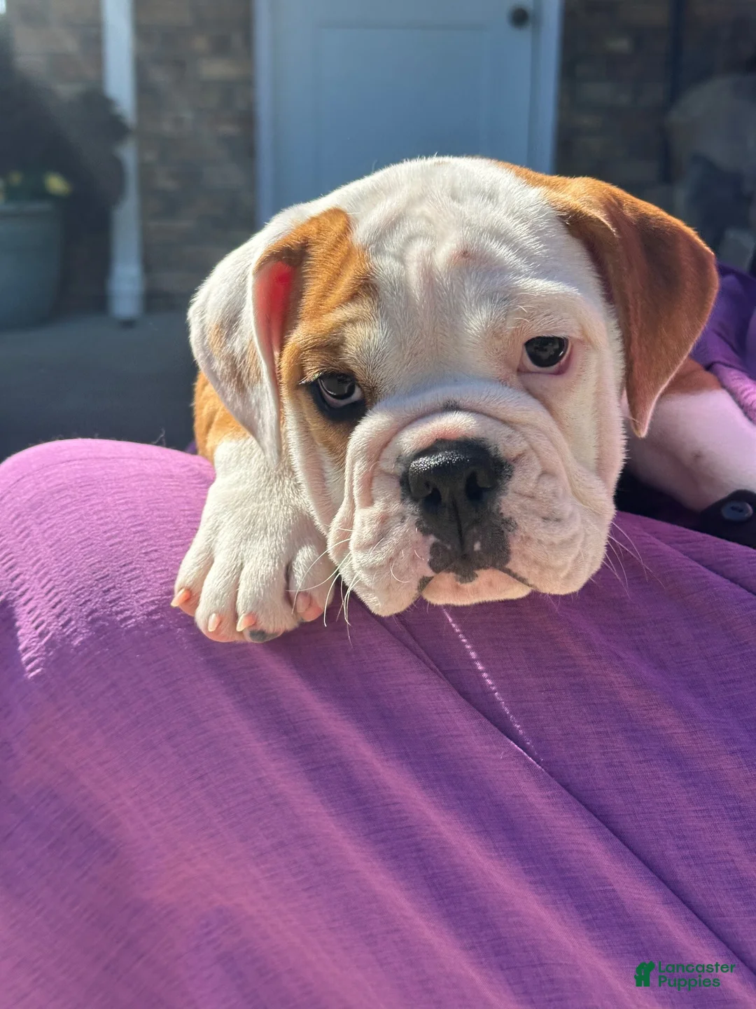 English Bulldog dogs for sale: Lucy - Ad 1