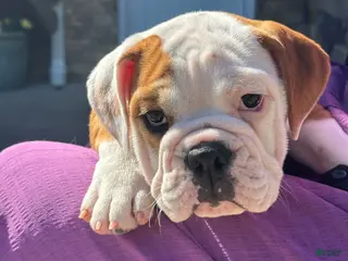 English Bulldog dogs Lucy - Ad 2