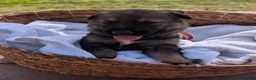 Mixed Breed dogs for sale: Creamsicle - Ad 2