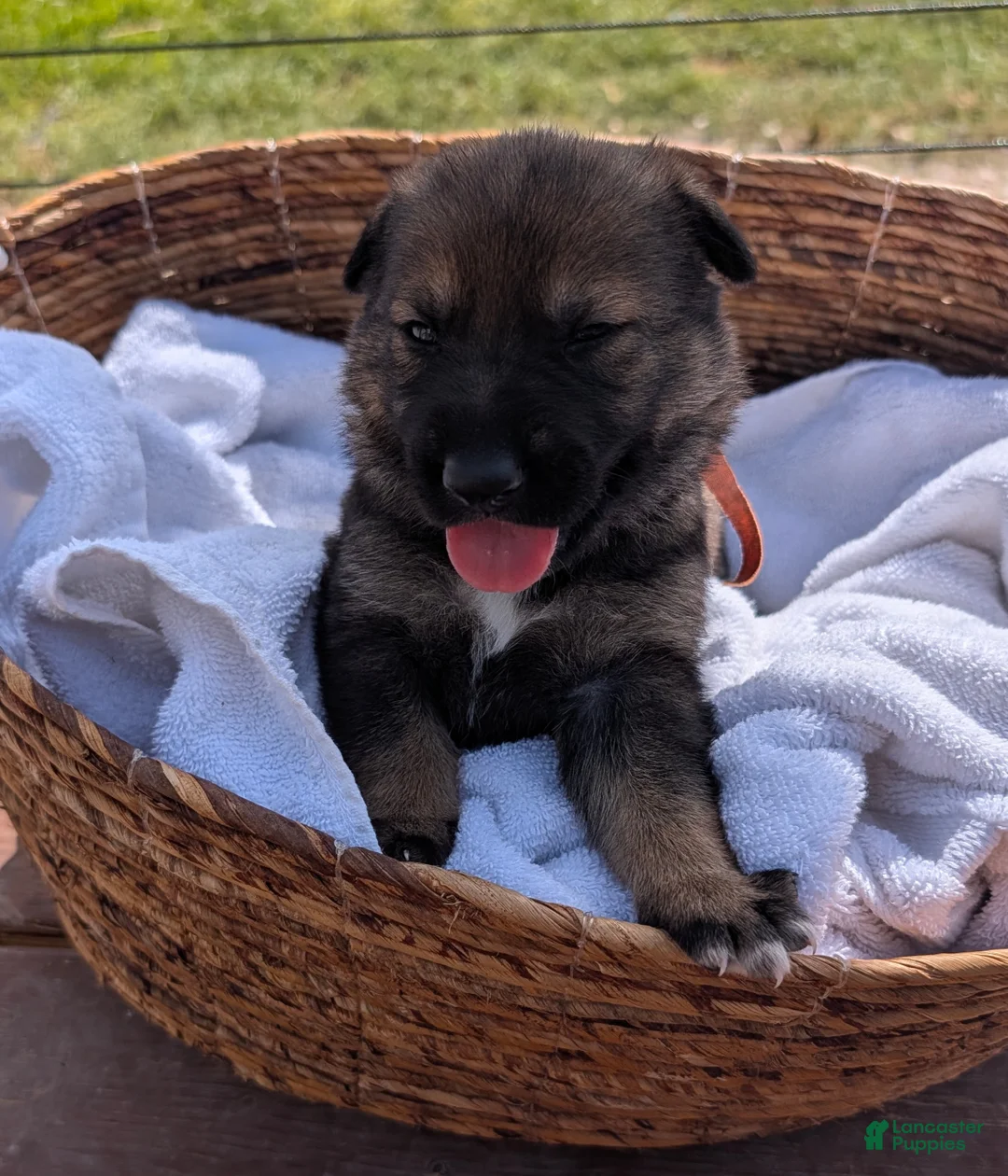 Mixed Breed dogs for sale: Creamsicle - Ad 2