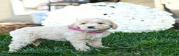 Goldendoodle dogs for sale: Brindy - Ad 3