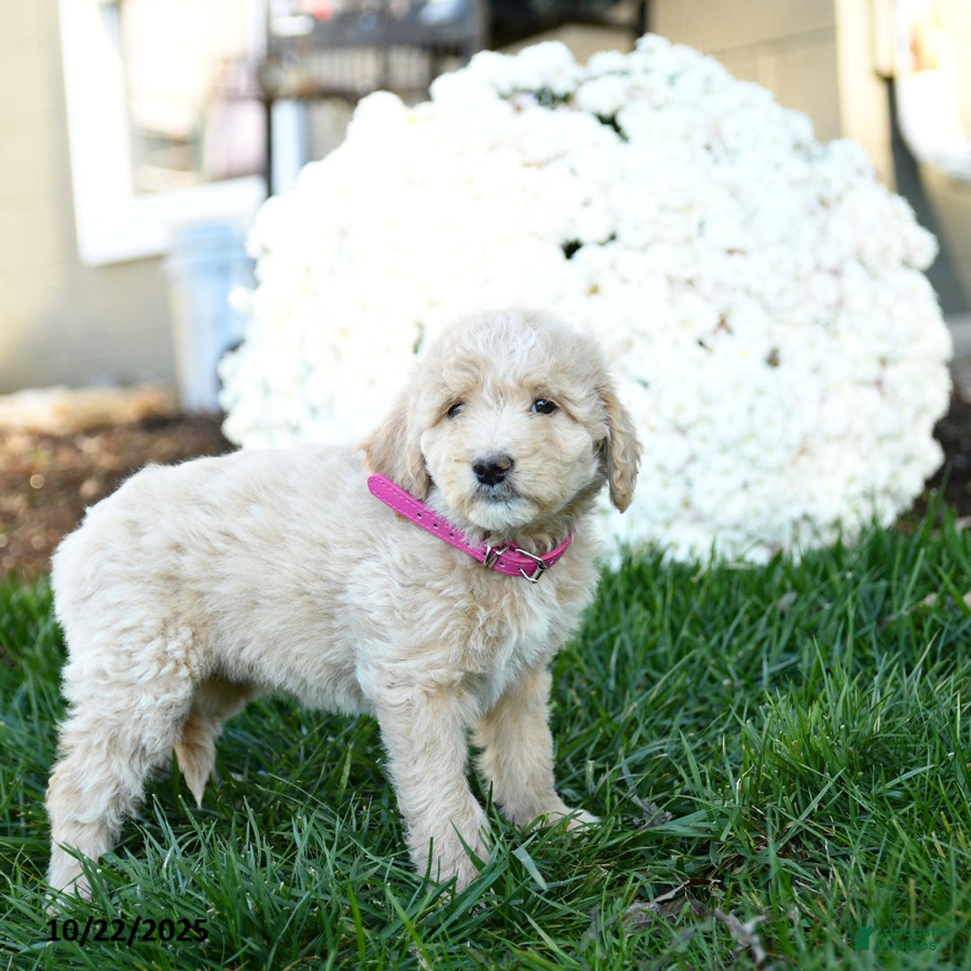 Goldendoodle dogs for sale: Brindy - Ad 3