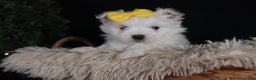Maltese dogs for sale: ALEX - Ad 5
