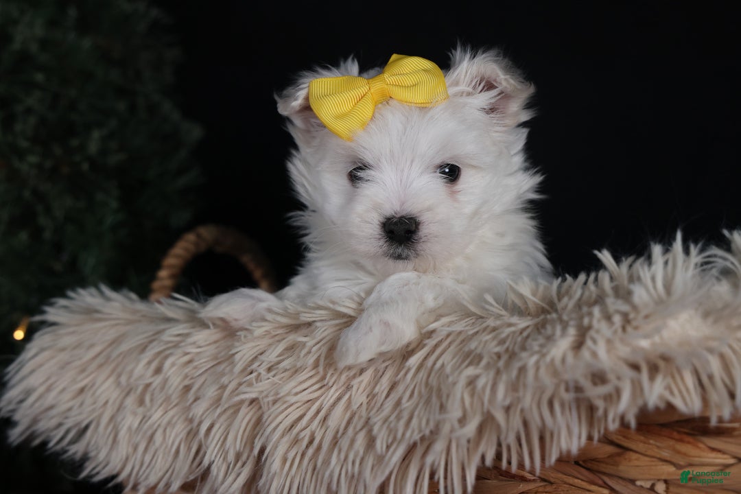 Maltese dogs for sale: ALEX - Ad 5