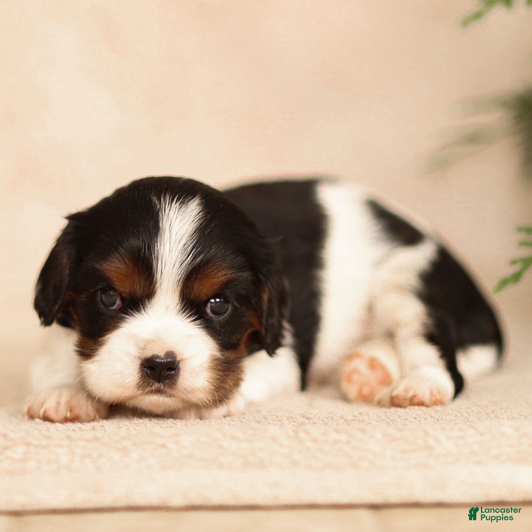 Cavalier King Charles Spaniel dogs Lucien - Ad 11