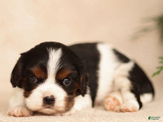 Cavalier King Charles Spaniel dogs Lucien - Ad 11