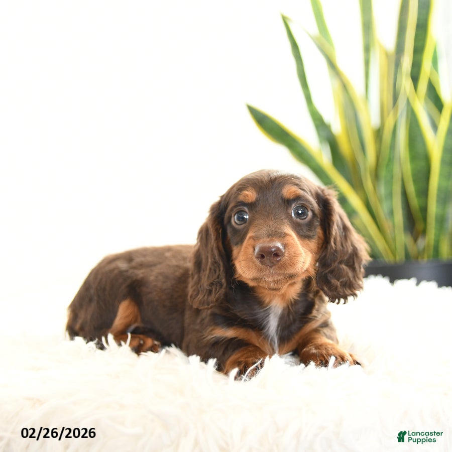 Miniature Dachshund dogs Ruby - Ad 1