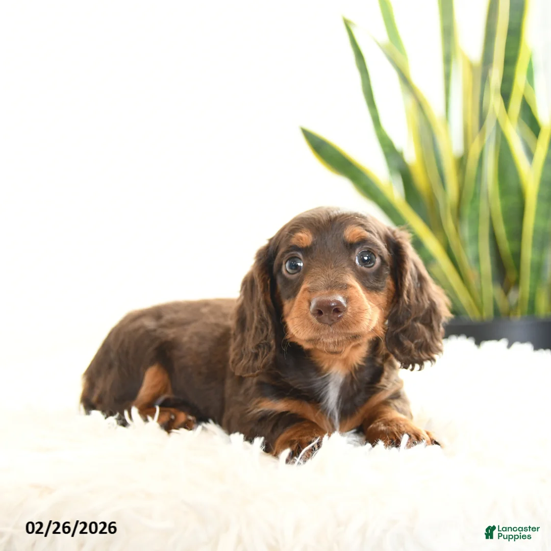 Miniature Dachshund dogs for sale: Ruby - Ad 1