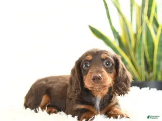 Miniature Dachshund dogs for sale: Ruby - Ad 1