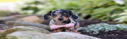 Miniature Dachshund dogs for sale: Stella - Ad 10