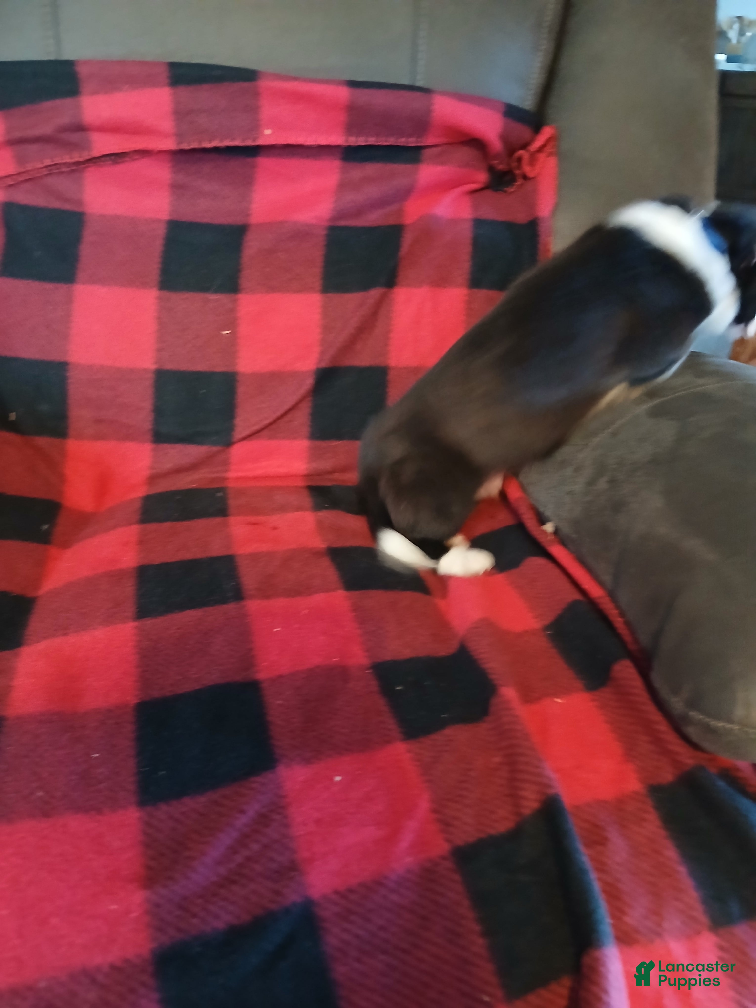 Boston Terrier dogs Boston Terrier Puppy 2 - Ad 2