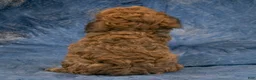Havapoo dogs for sale: Chief - Ad 7
