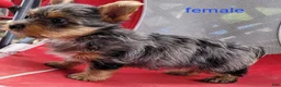 Yorkshire Terrier dogs for sale: Luna - Ad 10