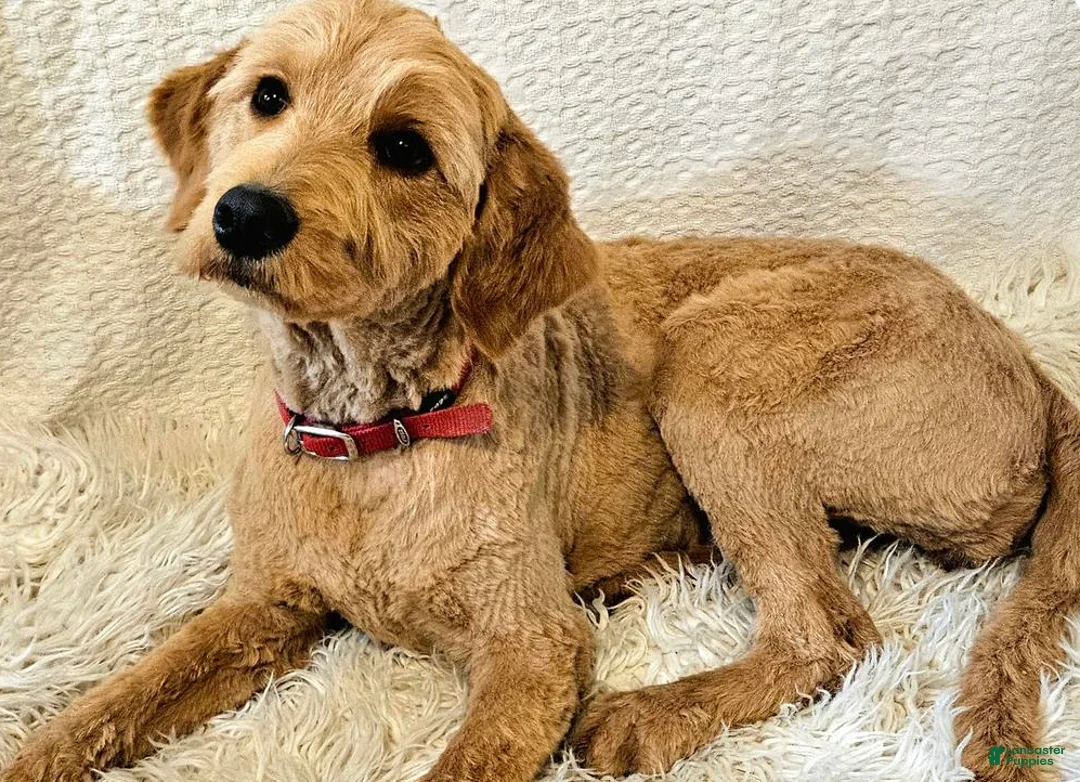Mini Goldendoodle dogs for sale: Oak - Ad 4