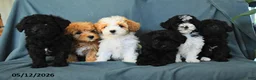 Havapoo dogs for sale: Molly - Ad 3