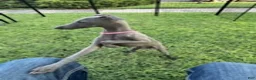 Italian Greyhound dogs for sale: Austin - Ad 4