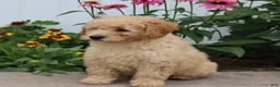 Mini Goldendoodle dogs for sale: Fluffy - Ad 2