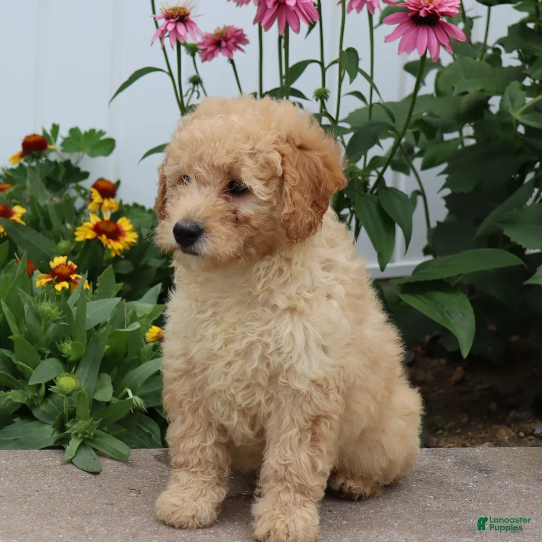 Mini Goldendoodle dogs for sale: Fluffy - Ad 2
