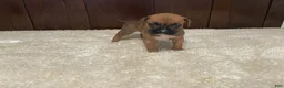Boxer dogs for sale: Molly - Ad 7