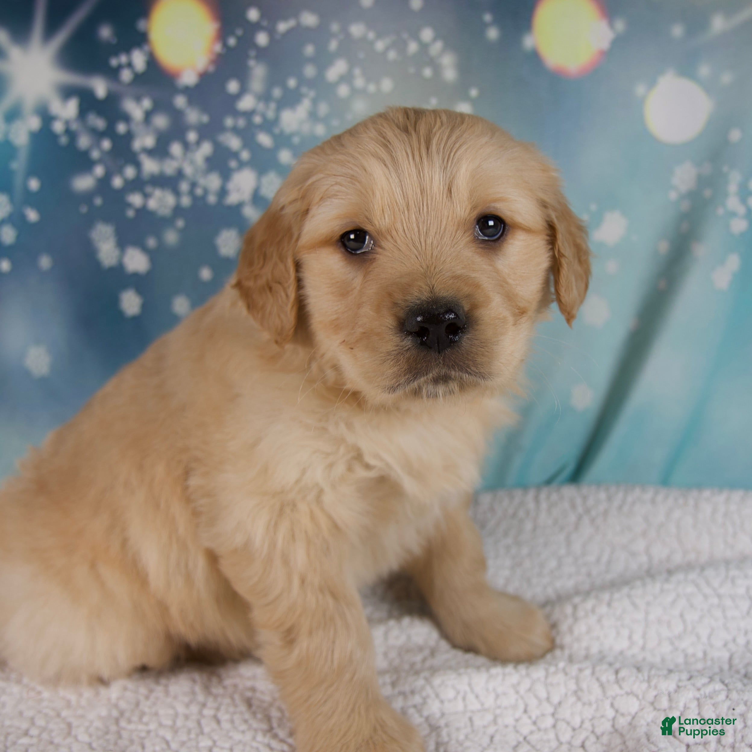 Golden Retriever dogs Elliot - Ad 1