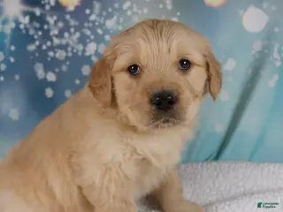 Golden Retriever dogs Elliot - Ad 1