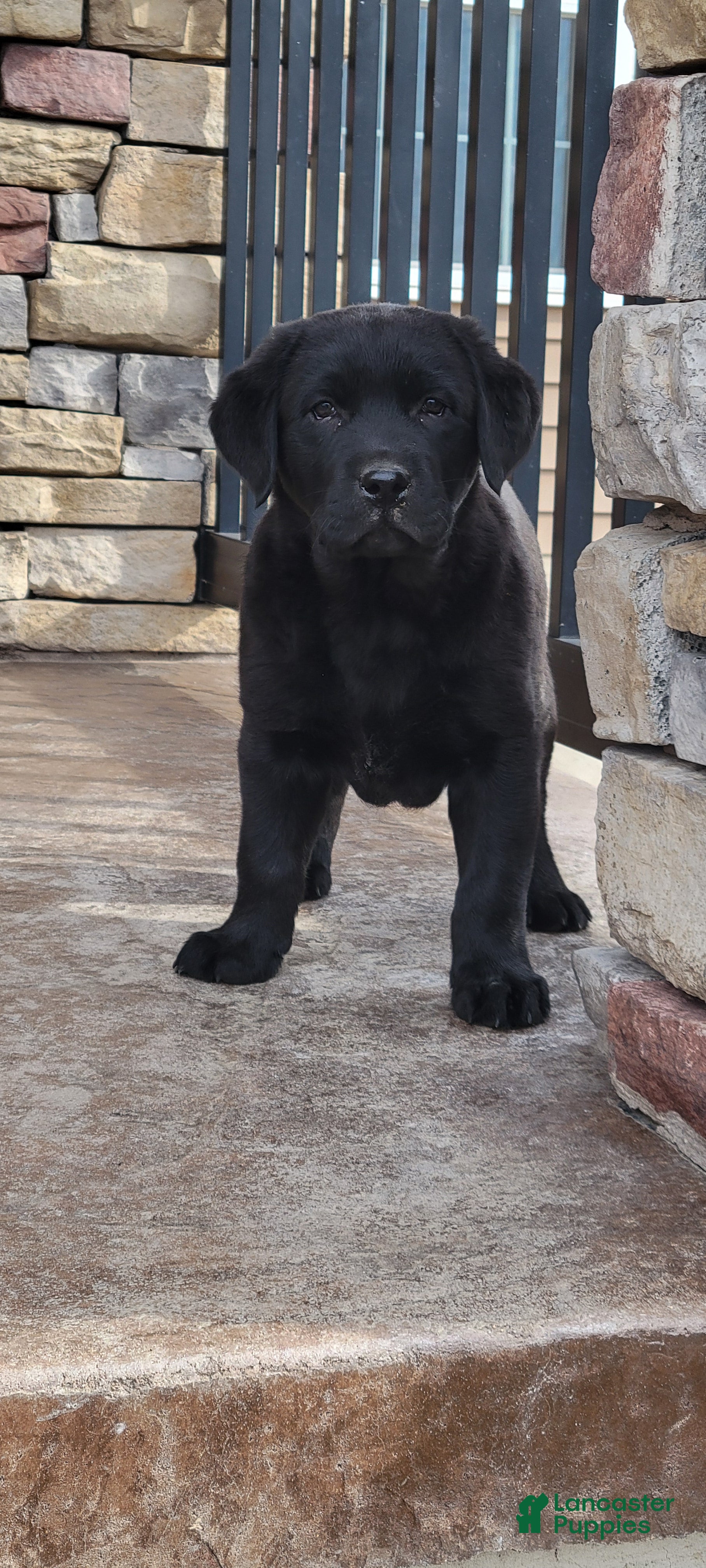 Labrador Retriever dogs Big Boy  - Ad 1