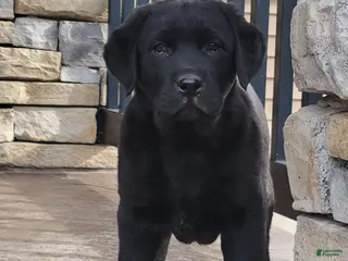Labrador Retriever dogs for sale: Big Boy - Ad 1