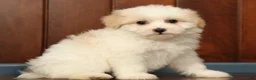 Pomapoo dogs for sale: Pixie - Ad 6