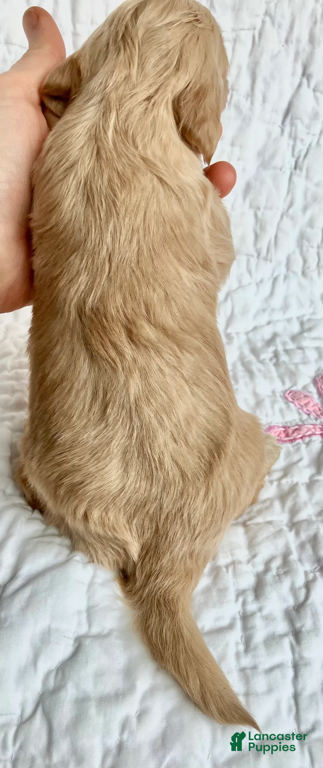 Miniature Dachshund dogs for sale: Mr. Spaghetti Noodle of Fettuccine Villa - Ad 6