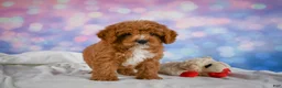 Cavapoo dogs for sale: Candy - Ad 10