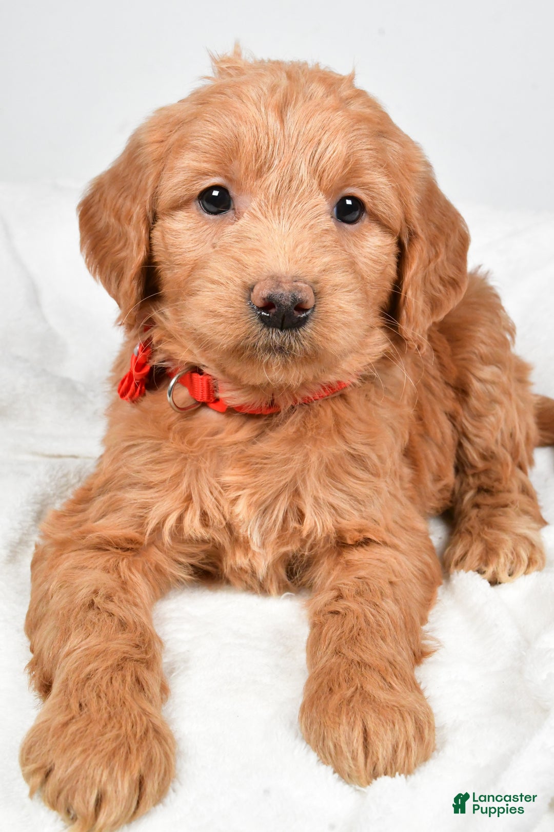 Mini Goldendoodle dogs for sale: Beverly - Ad 7