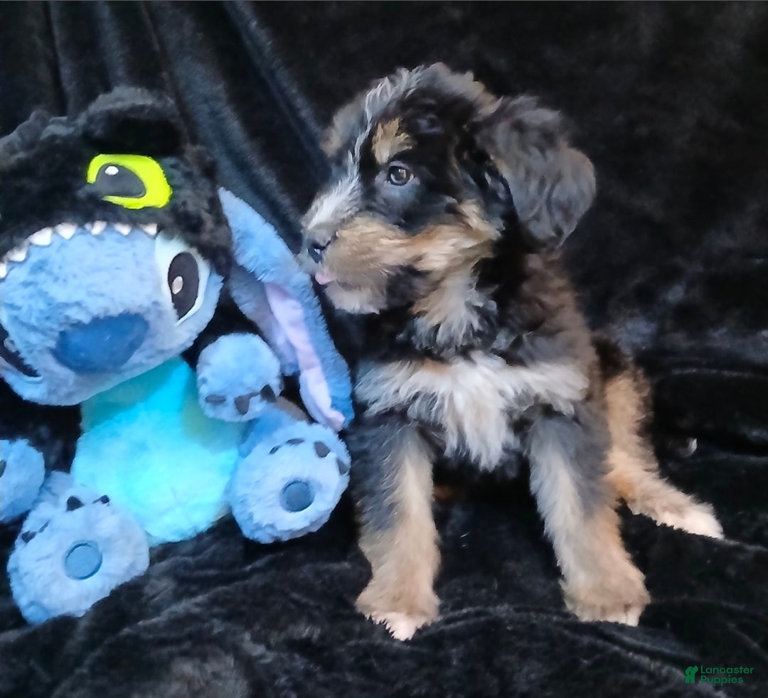 Bernedoodle dogs for sale: Doll baby  - Ad 7