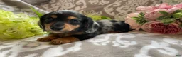 Miniature Dachshund dogs for sale: Sheila - Ad 8