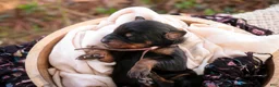 Doberman Pinscher dogs for sale: Delphine - Ad 5