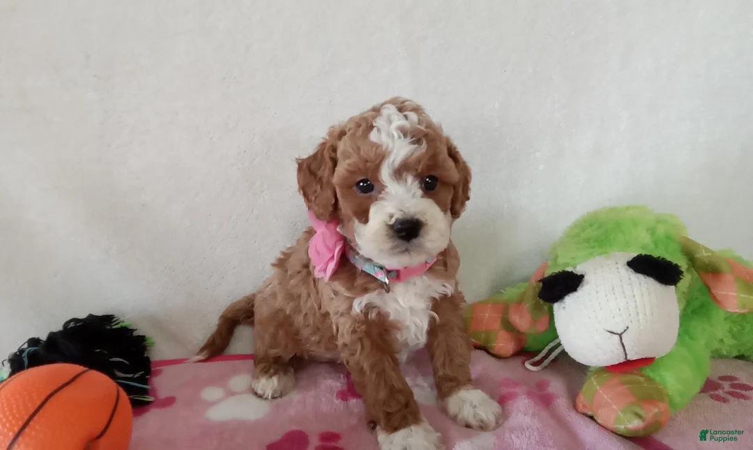 Cavapoo dogs for sale: Polly - Ad 3