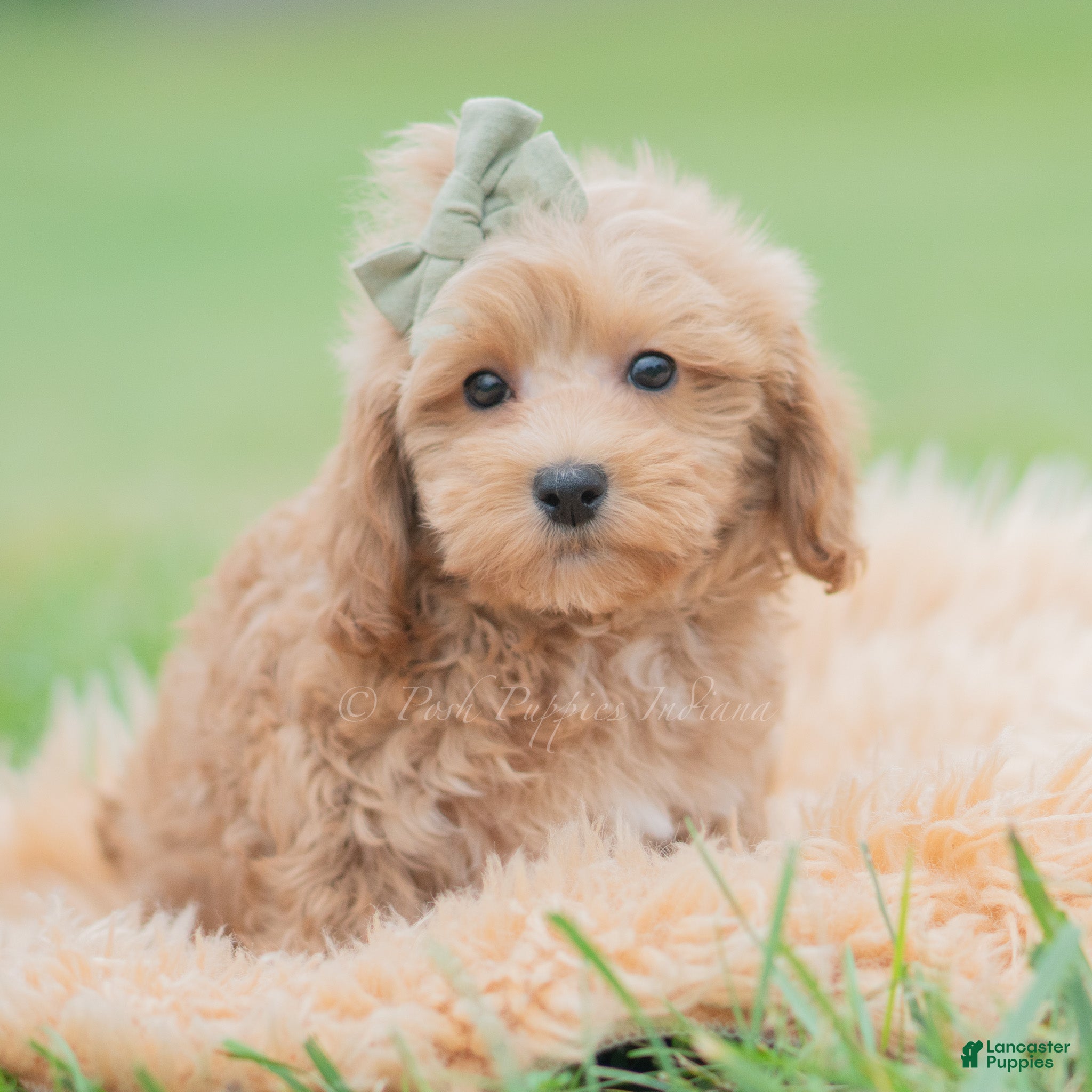 Nugget (Maltipoo, Male) in Warsaw, IN