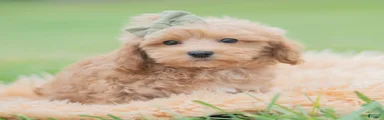 Nugget