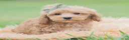 Maltipoo dogs for sale: Nugget - Ad 1