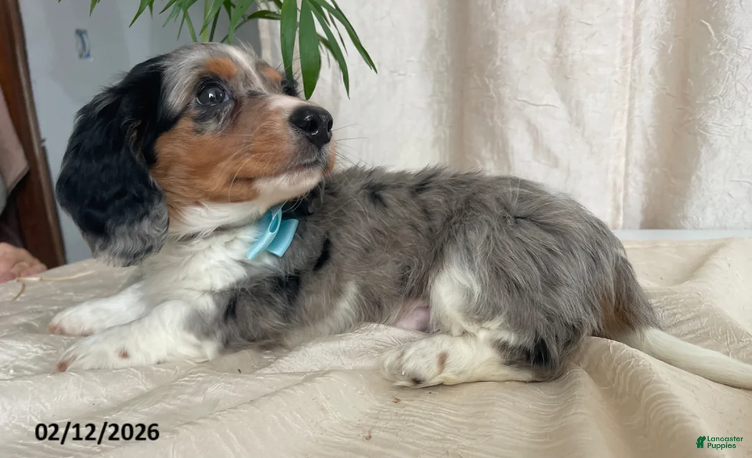 Miniature Dachshund dogs for sale: Cody - Ad 8