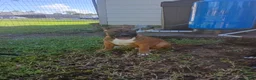 Mixed Breed dogs for sale: Mixed Breed 3 - Ad 3