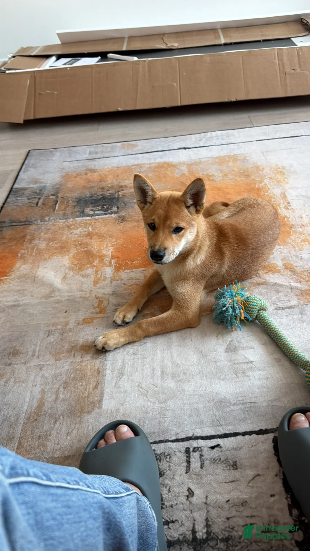 Shiba Inu dogs for sale: Shiba Inu 1 - Ad 2