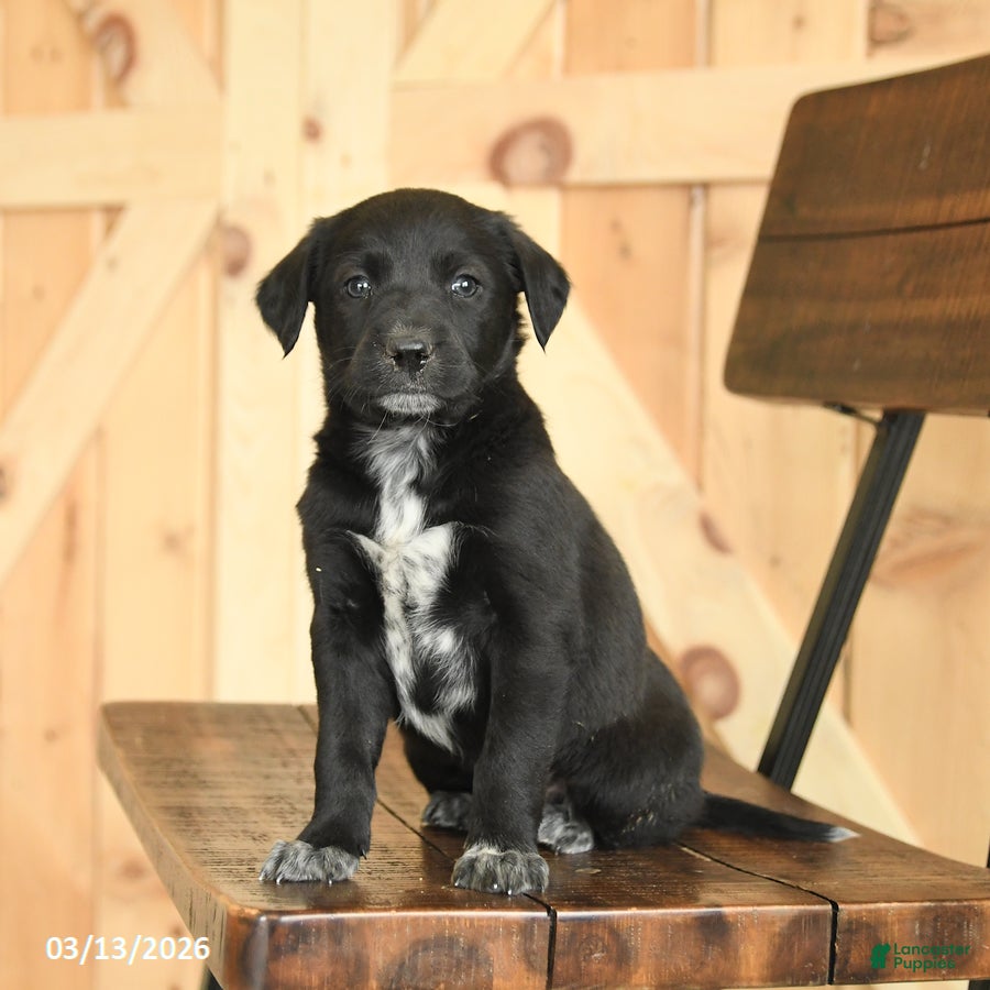 Mixed Breed dogs Rusty - Ad 1