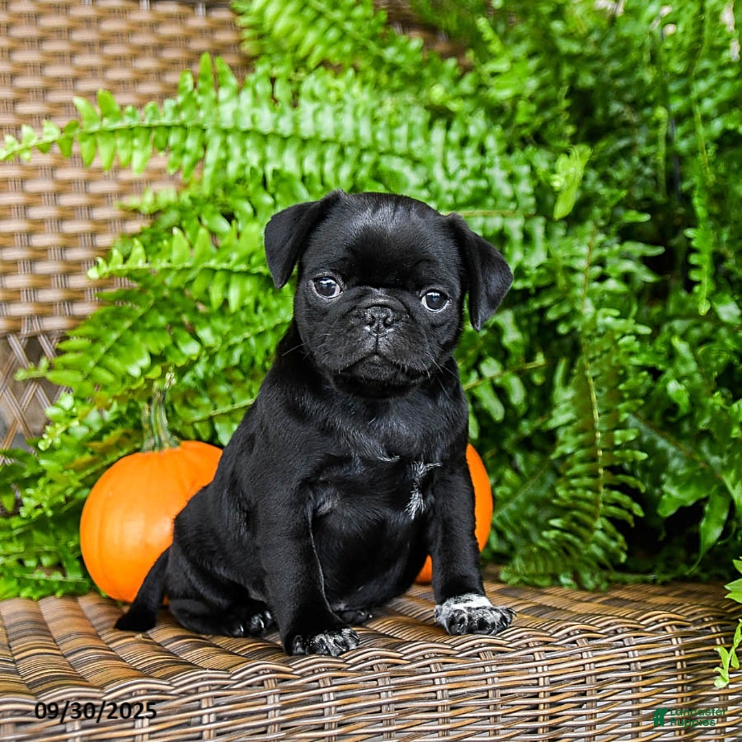 Fletcher for sale in Morgantown Lancaster Puppies