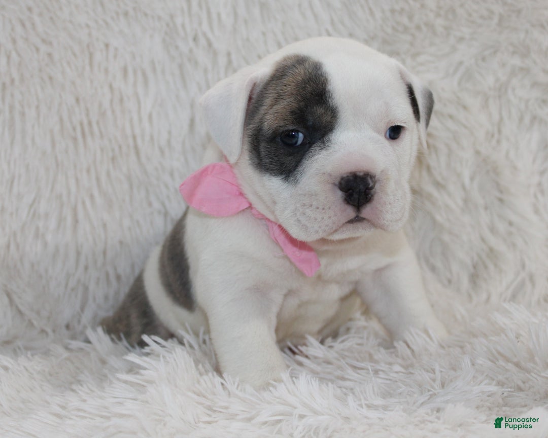 English Bulldog dogs for sale: Roza - Ad 1