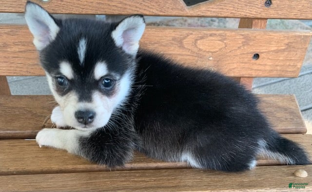 Alaskan Klee Kai dogs Slate - Toy Size Mini Husky Boy - Ad 2