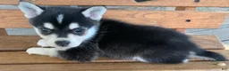 Alaskan Klee Kai dogs for sale: Slate - Toy Size Mini Husky Boy - Ad 2