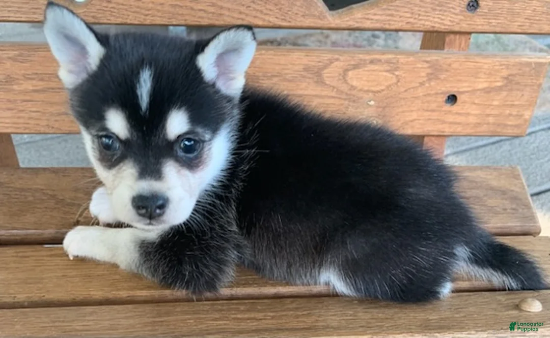 Alaskan Klee Kai dogs for sale: Slate - Toy Size Mini Husky Boy - Ad 2