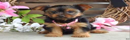 Yorkshire Terrier dogs for sale: Skye - Ad 7