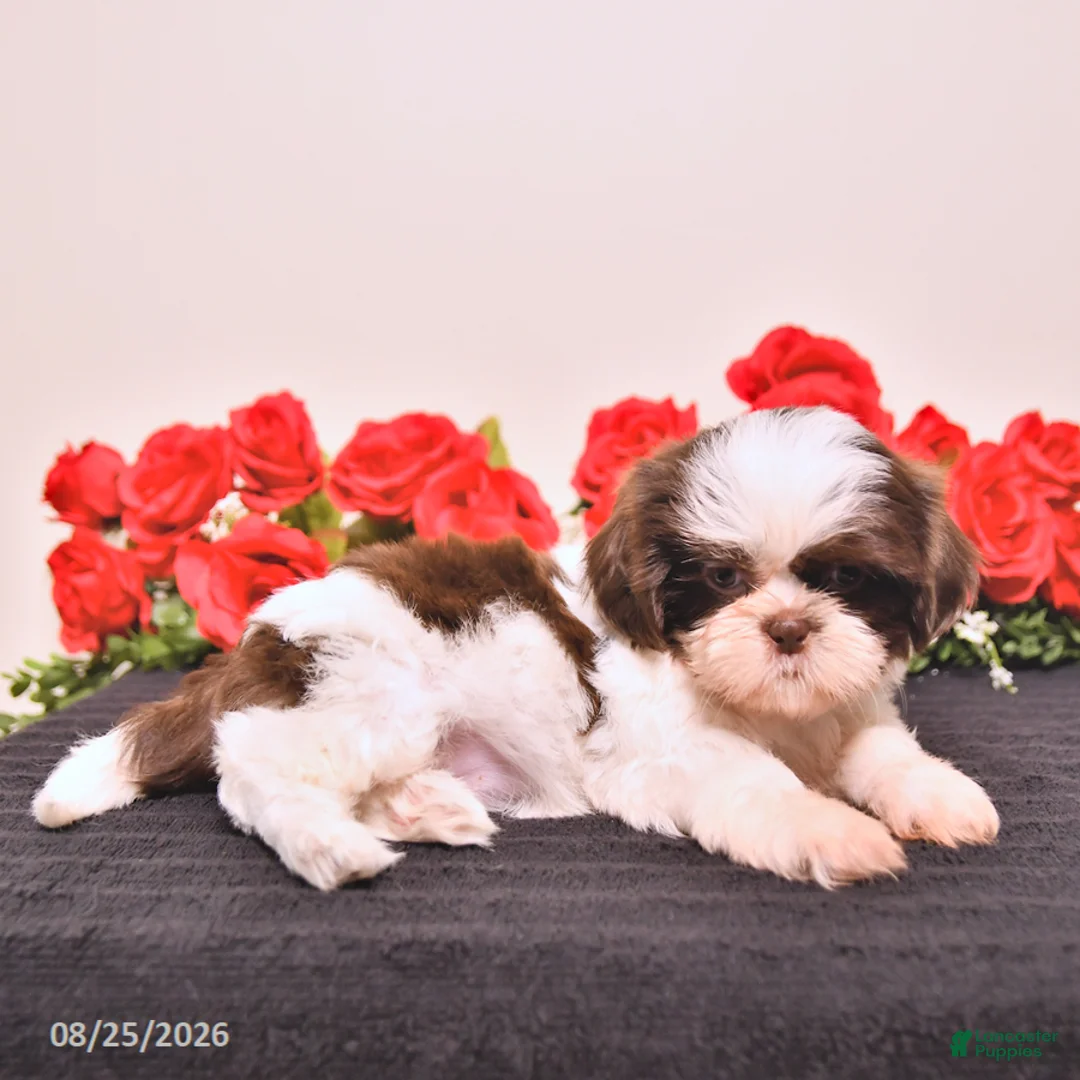 Shih Tzu dogs for sale: Sugar - Ad 5
